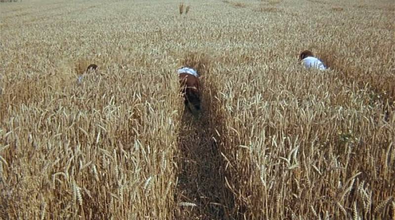 Siódma kompania w świetle księżyca film wojenny